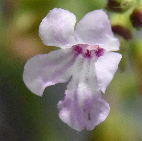 lamiaceae flower
